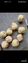 Sprzedam seler balena handlowy brudny świeżo kopany pod zamówienie kaliber 0,5-0,9 kg zdrowy ładny dobrze się myje dostępny do...