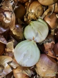 Witam sprzedam cebulę pakowana w worek 10kg lub 15kg l odmiana hybelle nie fazerowana kaliber od 50-80 więcej info pod numerem...