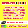 PRACA DLA UKRAIŃCZYKÓW W BELGII
