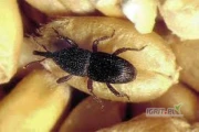 KUPIĘ ZBOŻE NA PELLET
