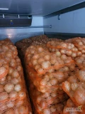 Sprzedam mloda cebule worek 10 lub 15kg, ilosci paletowe I calosamochodowe 
