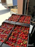 Sprzedam jutro ok. 500kg truskawki tunelowej odmiany HADEMAR.
