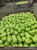 Sprzedam Mutsu. 61 skrzyń. Za wagę w skrzyni. 1.2 zł. Do negocjacji. Rwane od 7+.