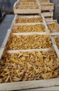 Sprzedam świeże kurki (pieprznik jadalny).  Ilości hurtowe oraz paletowe. Pakowane pod zamówienie klienta. Możliwy transport do...