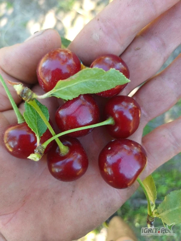 /images/posts/2025/07/2030061/BKWAckEpuy8A2ZCefD6PlZ1Bl6e0k8KPBJIAaj4w.jpeg