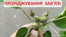 Dam pracę przy  jabkach

