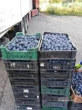 Kupie sliwke nebieskom na alkohol pakowana w skrzynkach plastykowych po 10 kg a 20 kg albo drewnanych morze byc mienka .ale memoze bycz...