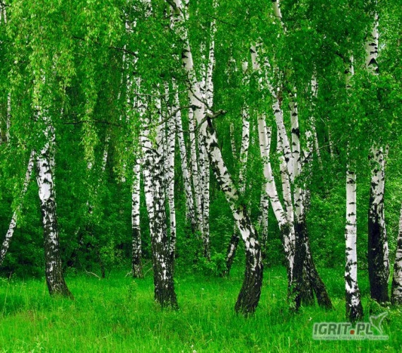 /images/posts/2024/12/1953306/BKeqLjla7CXoCX6xh5qDYN6EY5smzJKXVeZGzywH.jpeg