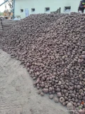 Sprzedam burak czerwony odmiana zeppo kal 5-12  ok 60t