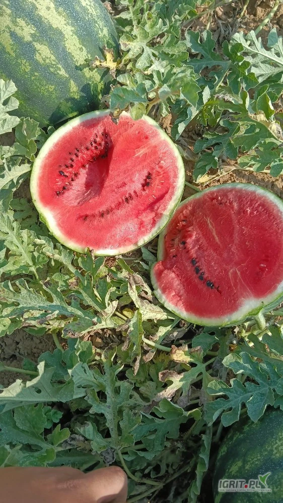 /images/posts/2025/07/2031435/1vYLq0FxJmJsPNGpAmyrzywMuswLXfwlz3PQCsxy.jpeg