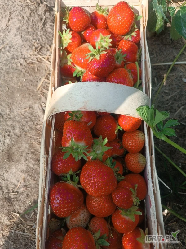 /images/posts/2025/06/2019481/SWgPLoMCwRuM42Za57Uyw0ujHcWm6mgQwpGFRJTy.jpeg
