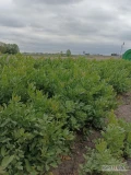 Sprzedam lubczyk ładny zielony w pęczkach zapraszam 