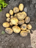 SPRZEDAM 200 worków młodych ziemniaków pakowanych po 15kg.

