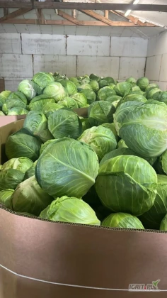 Kapusta młoda biała 1-3 kg.    Kapusta czerwona market 1-3 kg.         Dostępna też kapusta młoda 3-5 kg.         Towar przygotowywany na świeżo.         Dobra jakość towaru, stałe dostawy, towar dostępny od ręki.    Zdjęcia towaru poniżej...
