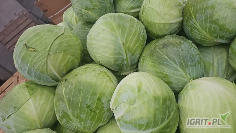 /images/posts/2025/07/2033582/oV7hY0roQZ4LQ26hLxpZiir4zKYxDvdfjLW4mdEh.jpeg
