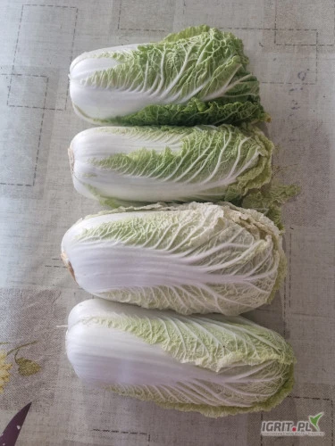 /images/posts/2025/03/1981157/ajOp1nQms43QtZzjz55MzAEaHdyIdVUFnfME9L91.jpeg