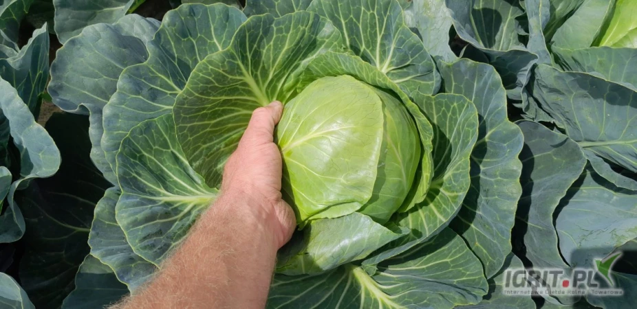 /images/posts/2025/07/2034205/vEnCc58kkAtgHyHB2PrNT9rY1bUe47coLgXSfMDk.jpeg