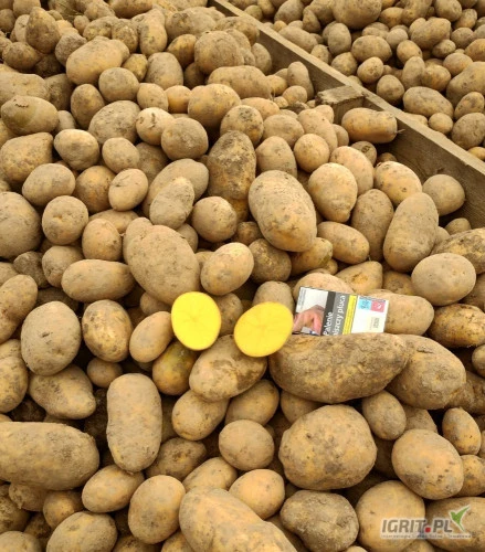 /images/posts/2024/10/1930057/J7UdhgJ69KZEiD7FJYeC0t9AkcPgwmO0PNCEeQ0K.jpeg