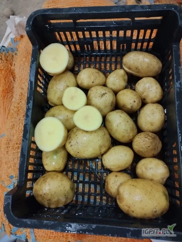 /images/posts/2024/10/1930059/YVTskvAtq7M4QSALDEbigYDtQ9gjZfdLHrNRevbi.jpeg
