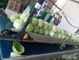Sprzedam kapustę białą od 1kg do 4kg 