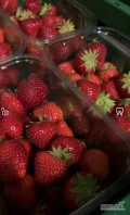 Sprzedam tuskawke twarda i słodka lubianka lub punetka 500 gr. 