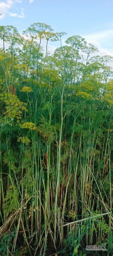 /images/posts/2025/07/2034600/YojaVbr6qoXMfWmLKOF4ECRfTIxGRoPN0IWiUJO8.jpeg