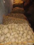 Sprzedam ziemniaki paszowe około 1 tony. Ziemniaki spakowane w worki po 30 kg przebierane ręcznie bez kamieni i pacyn. 