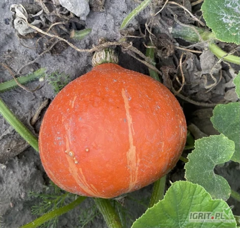 /images/posts/2025/07/2035115/6P0h0nC0gHdzum24JnjZIoKrllbLNKEPzxwq7lpY.jpeg