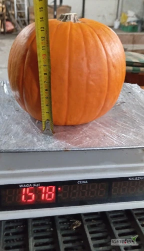 /images/posts/2024/10/1928135/wfI8fcMlt5xdXrOg2HmZJF1QDUnbxWDtoOxKP6vy.jpeg