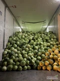 Мы предлагаем на заказ коричневую белокочанную капусту. Сыпучая погрузка....