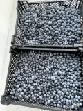 Sprzedam borówkę, odmiana Duke, sztywna i słodka. Kaliber 14-16+ . Dzisiejszy zbiór. Ok 500 kg . Towar taki jak na zdjęciach....
