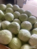 Witam sprzedam kapustę kaliber od 1.5 do 4 kg czysta bez robaka i wcierniastka kolor pół zielony. 
