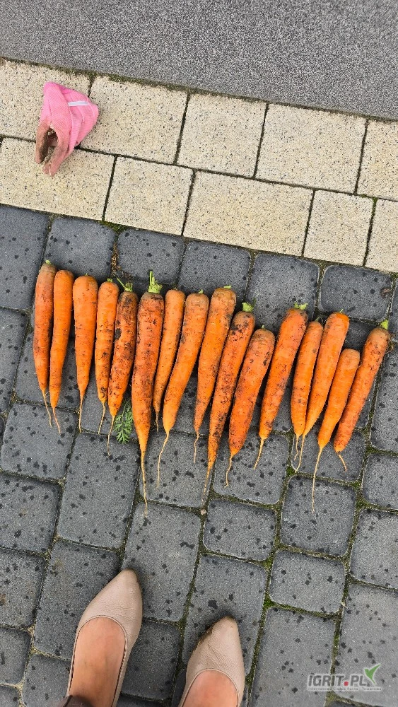 /images/posts/2025/07/2035828/GP1TnH9vzUuHK1vJNLtzQB1JGPJ1t7VAGc0OHsoG.jpeg