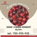 Kupimy ciemne i jasne odmiany czereśni 22/24+. Nie popękane, bez uszkodzeń i robaka. 