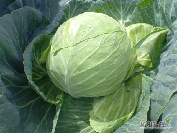 /images/posts/2025/07/2035921/3G8z9Z6vZLnrSsiWMjYWvjQZhPdf1nB1vfhLK6zD.jpeg