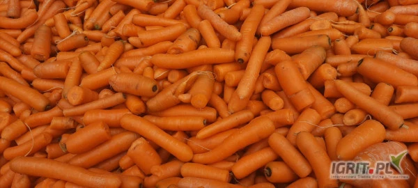 /images/posts/2024/10/1927963/0ChlR5OOI01w64llKhNrPgu4WOMJOJbMSrvCeKRk.jpeg