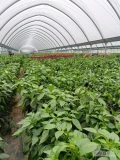 Praca w tunelach foliowych przy zbiorach papryki i sortowaniu, dobre warunki mieszkalne 571252533