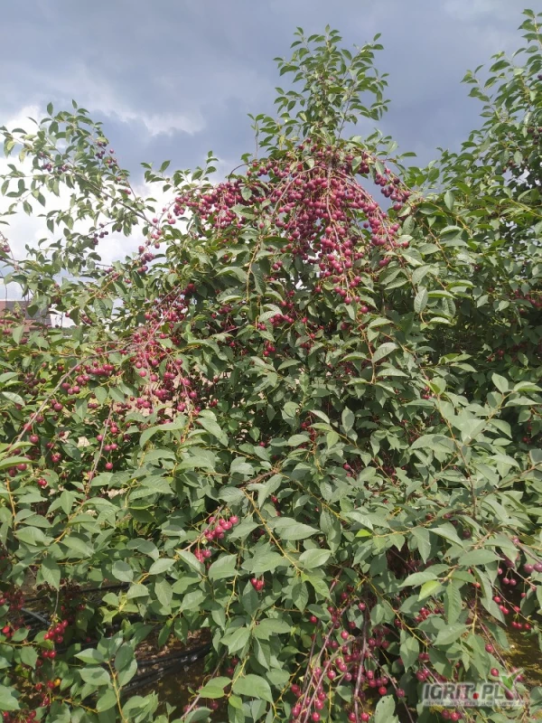 /images/posts/2025/07/2035995/BOz3c3ZmEklYZbVsBP9oipDbC5a4rb28glECwaVP.jpeg