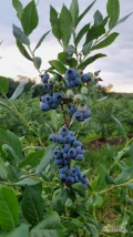 Witam,sprzedam borówke amerykańską w ilościach paletowych kaliber 12+.cena 20zł/kg.tel. 516-515-242