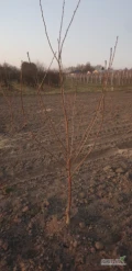 Sprzedam drzewka wisni, odmiana lutowka, 70 szt