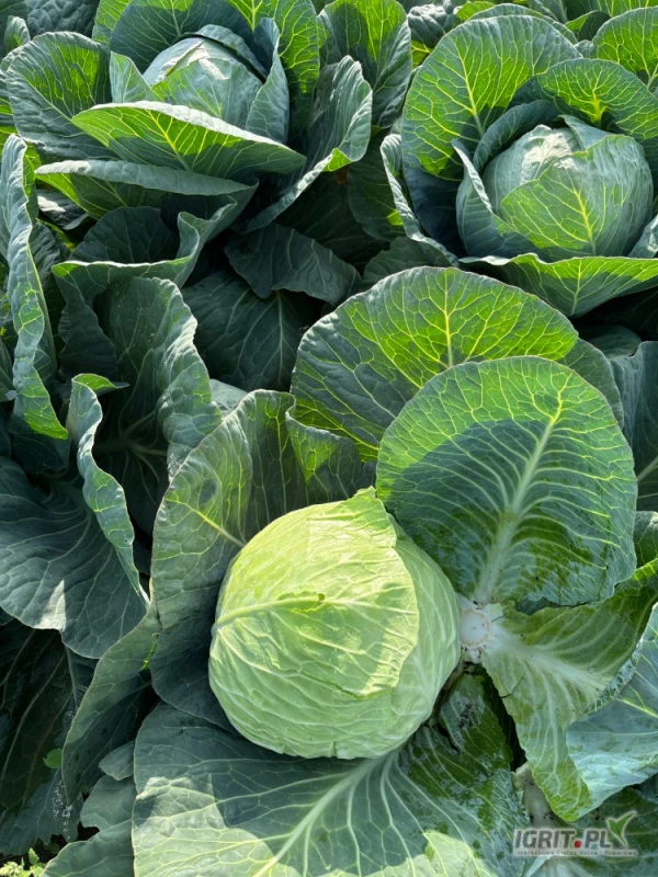 /images/posts/2025/07/2036197/fWvcbSnDOFibEus6IE7YopUTPMOlDKKmJUPbTikV.jpeg