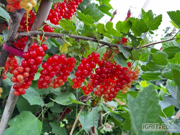 /images/posts/2025/07/2036734/6Tguw3tnFKU54zVm6vFN6krk1WaUkM5JfjRVYxaa.jpeg