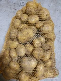 Sprzedam ziemniaki odmiany colomba. 