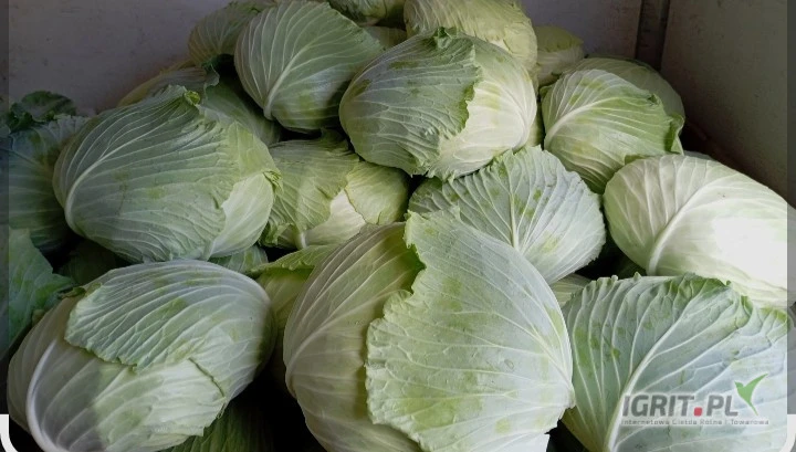 /images/posts/2025/07/2038065/KGpCsul2jFmwA9MPuHQWMpTts8VhlSq1wOWYn3qU.jpeg